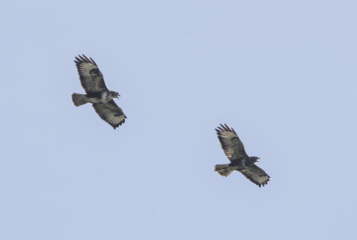 COSullivanTD's tweet photo. I was appalled to learn of the massacre of 23 common buzzards in Cork recently. These majestic birds of prey are just beginning to re-establish themselves in this county. This type of act is ignorant and unforgivable. I will be seeking a full investigation into this incident. https://t.co/38Fvcej2dC