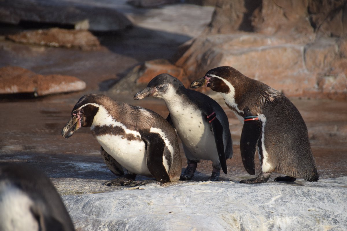 トラねこ あらあら パパをいじめちゃだめよ 母の日 東武動物公園 フンボルトペンギン ルカ タクマ イチゴ