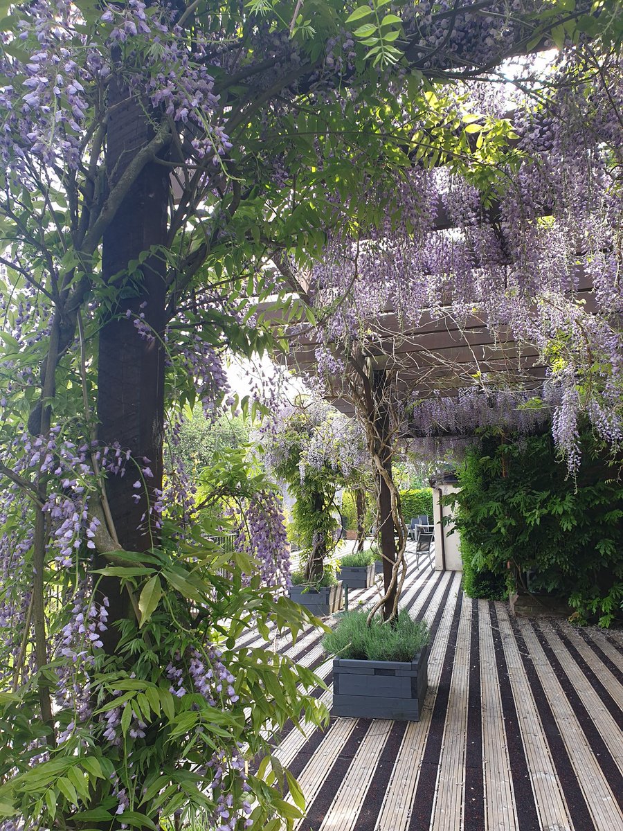 MikeGoughLECC's tweet photo. Looking like a #botanical garden, it's #lockdown loveliness here @LaneEndCC - Such a shame there's no one to see the stunning wisteria this year 😕 https://t.co/sRVSXTUwan
