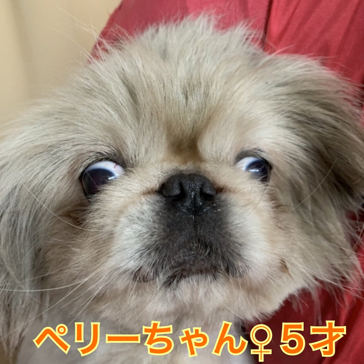 足首 海里 窓 保護 犬 ペキニーズ Halschool Org