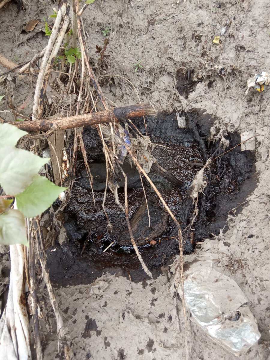 Aleksei Marolla tweet media