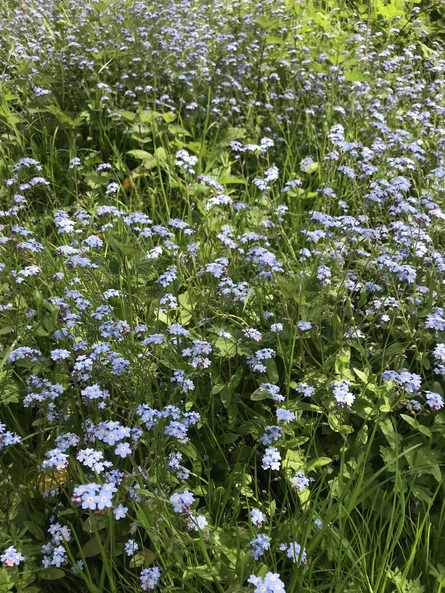 During my walk on VE Day I tried to find Red,White and Blue flowers, this is what I captured.