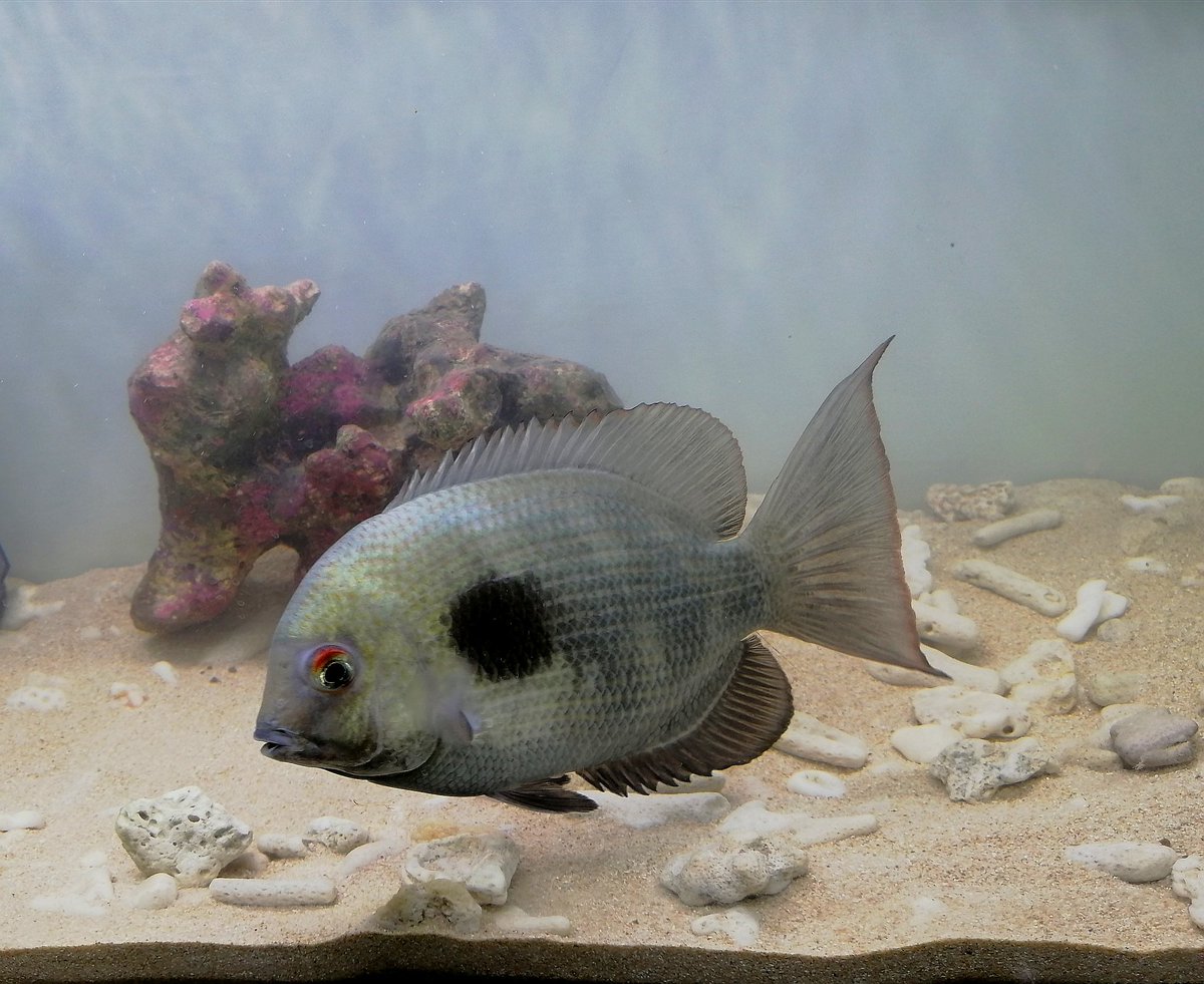 大型魚 大型魚