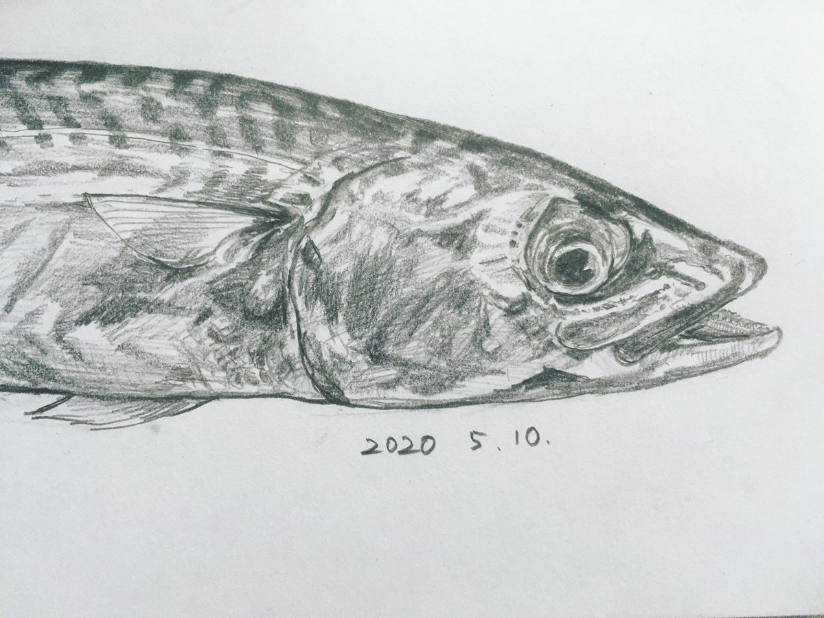 Twitter पर らっきー 毎日デッサン計画 デッサン スケッチ 鉛筆画 美術 毎日デッサン計画 Dailydrawingplan Dessin Drawing Sketch Art Artwork Pencildrawing サバ Mackerel Fishing T Co Zrnnor1uat
