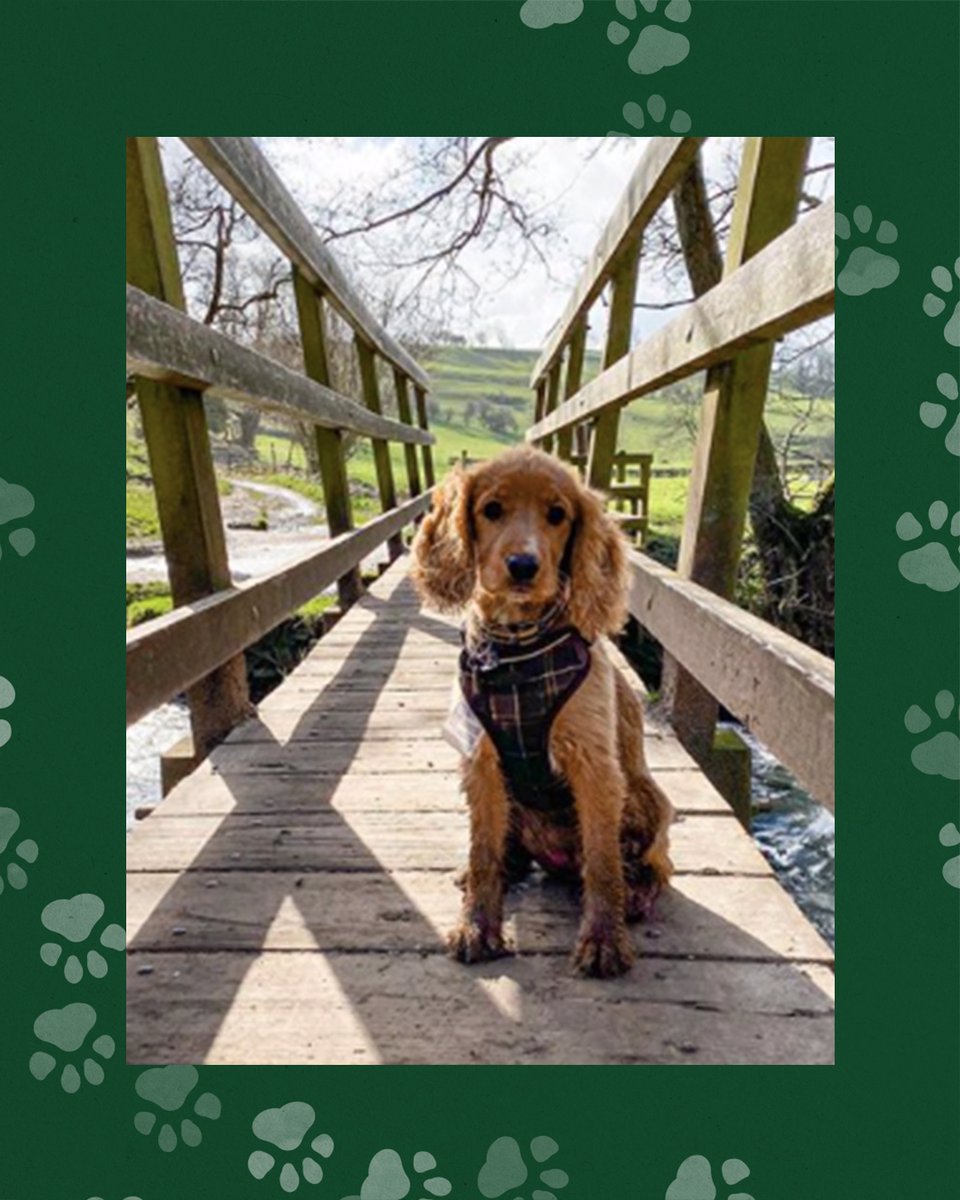 dog harness for cocker spaniel