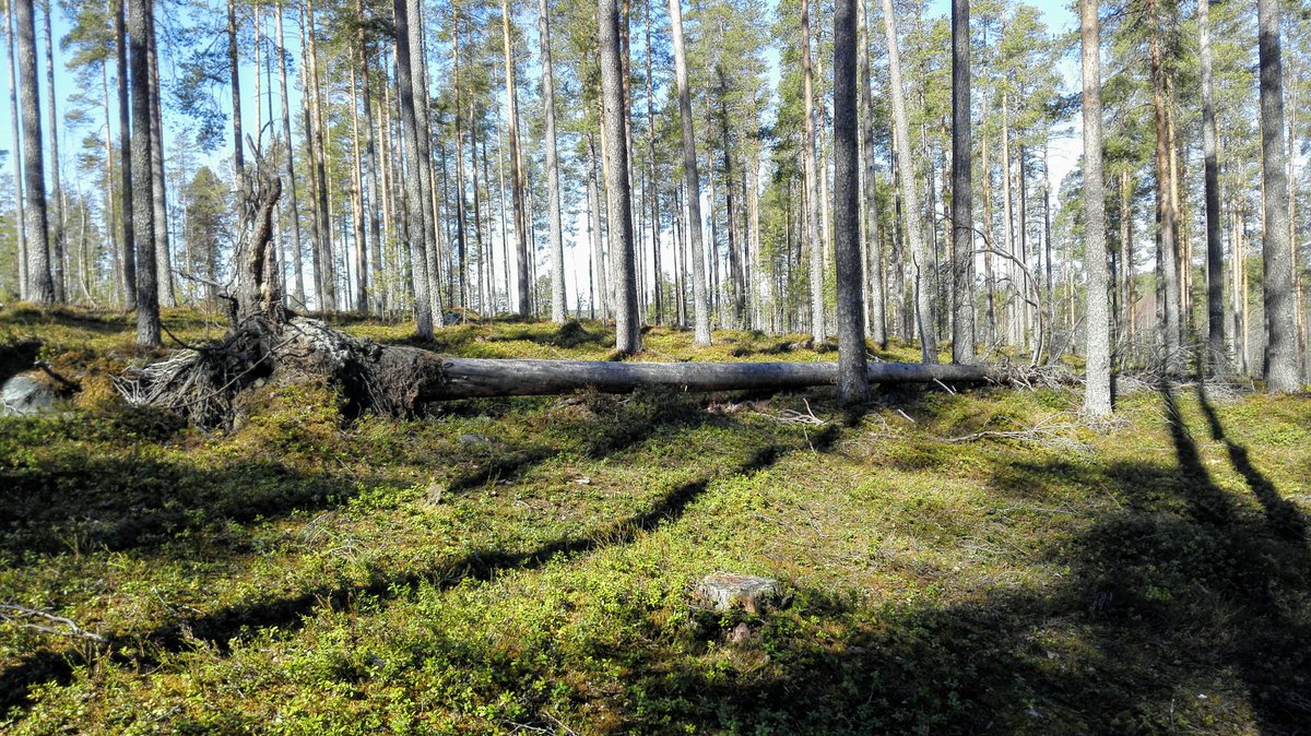 minna625's tweet photo. Pyöräillen mehtään. Vielä on lunta maassa, mutta pälviä oli mukava kierrellä. Nautin olostani. #mehtä #liikunnanilo #kevät #aurinkohellii #äitienpäivä https://t.co/Rk2tsOB9D7