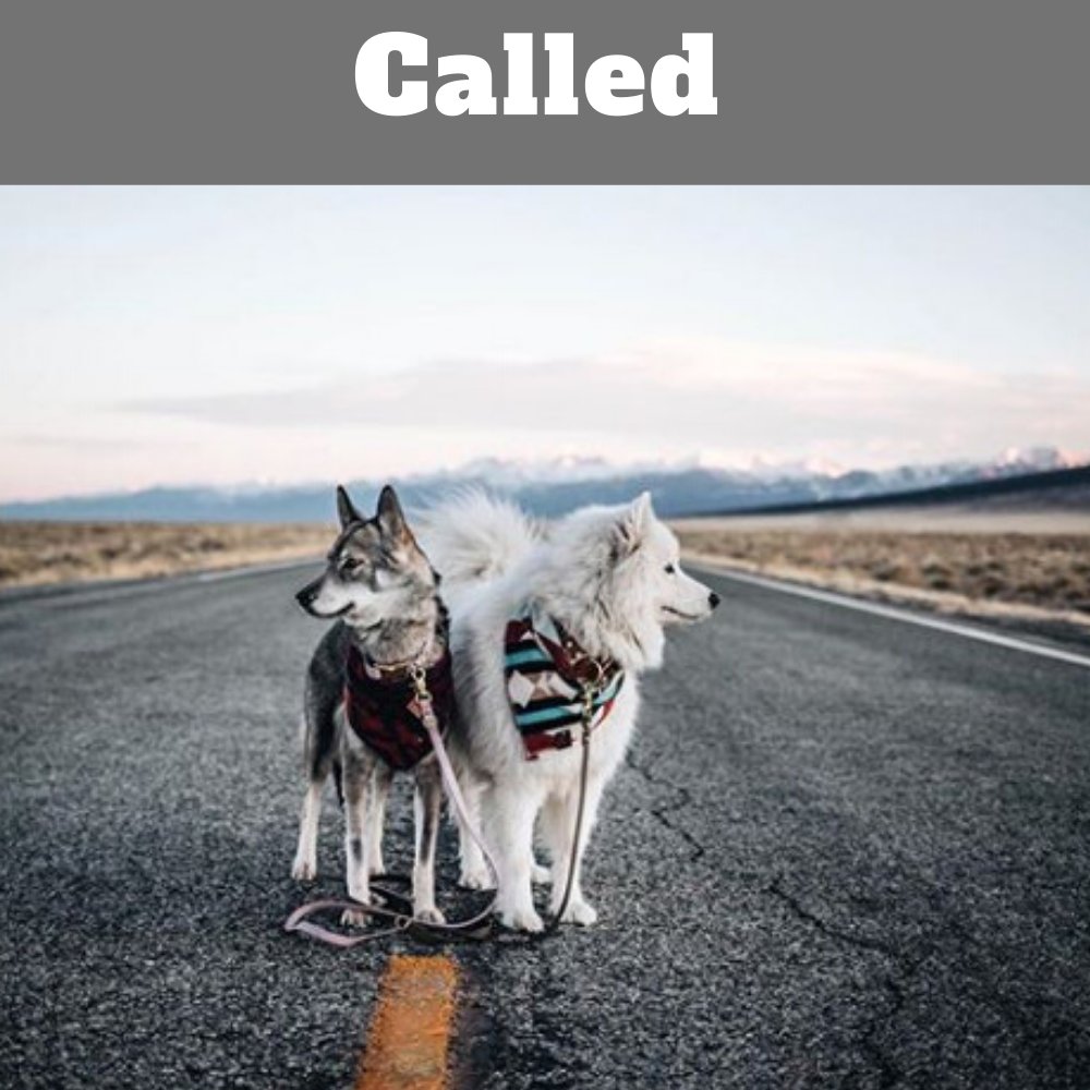 Dog Tips Secret- How to Train Your Dog to Come When Called 
#dogtraining ,#dogtips
dogtipsecret.blogspot.com/2020/04/dog-ti…