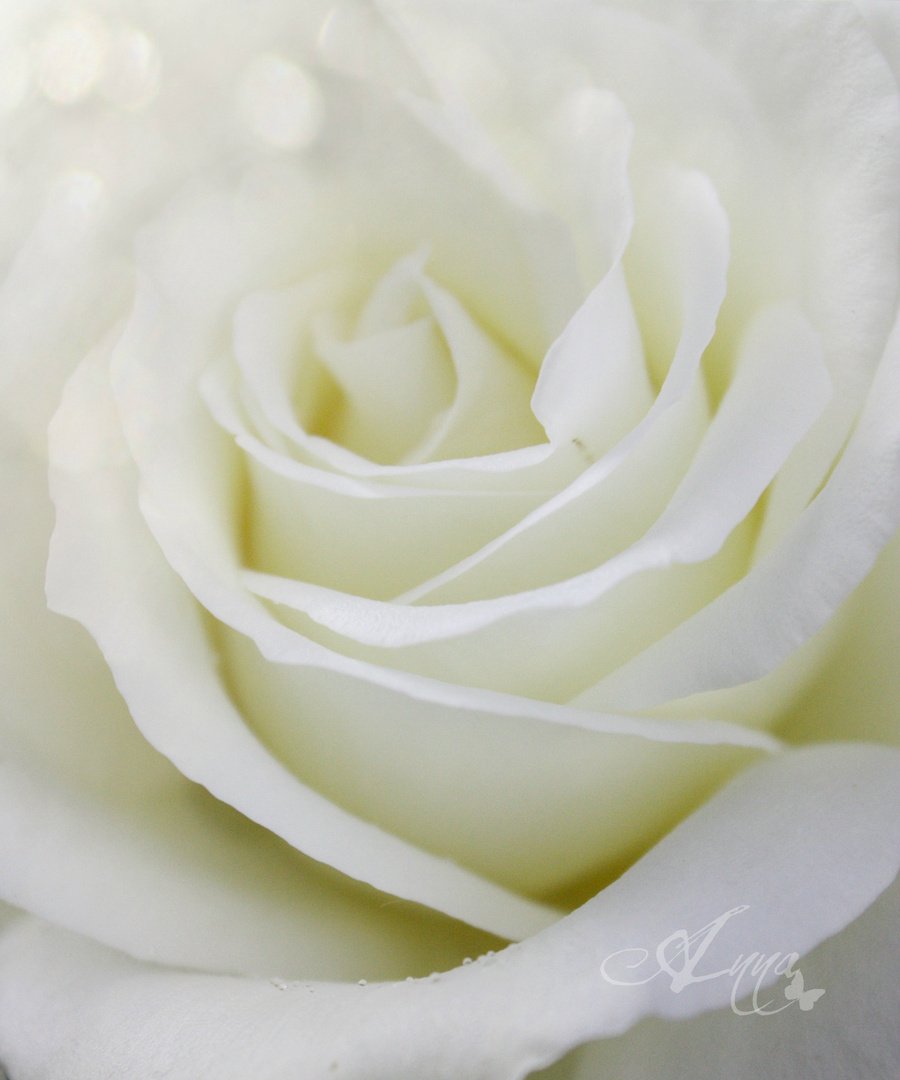 Cri Cri Piccola Stella A Te Che Sei Lassu Auguri Mamma Mi Manchi Tanto Festadellamamma 10maggio Domenica