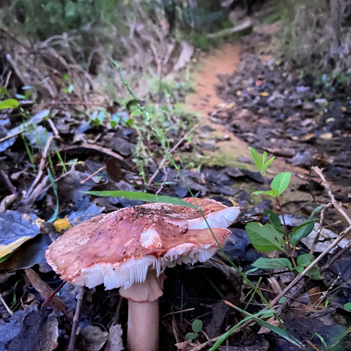 bigchrisvis's tweet photo. A lovely Sunday morning out on the trails. So thankful to be able to run outside again! #stellenbosch #trailsfordays #sundaytrail #mushroomsoftwitter https://t.co/jZs0DFRnmr