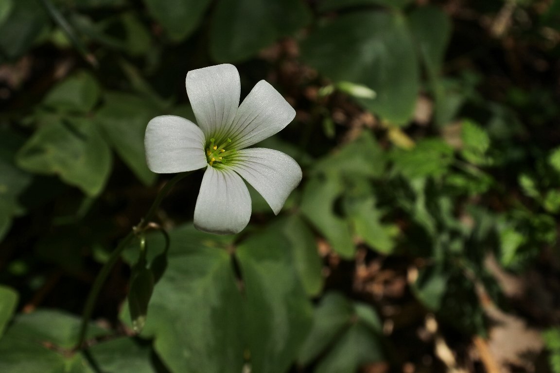 漱石枕流 בטוויטר オキザリス レグネリー 緑の舞 By J5 白いカタバミ オキザリス レグネリー が また元気よく咲き始めました いつもの路ではこのような園芸品種のような花が 野草のように自生しています これもまた南アメリカ原産の帰化植物で 宿根草