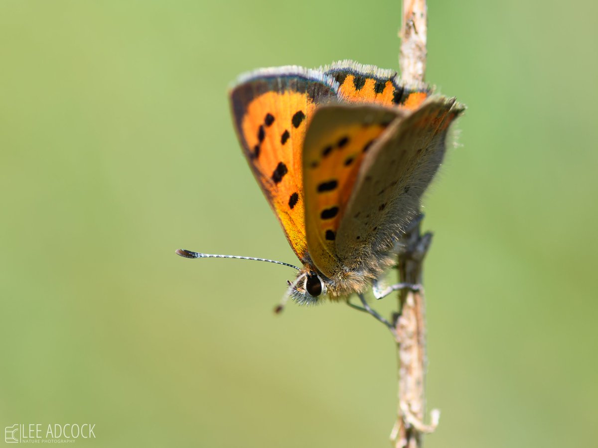 thereallee's tweet photo. Beautiful Small Copper butterfly, 9th May 2020. #ukbutterflies https://t.co/66eYEW61eY