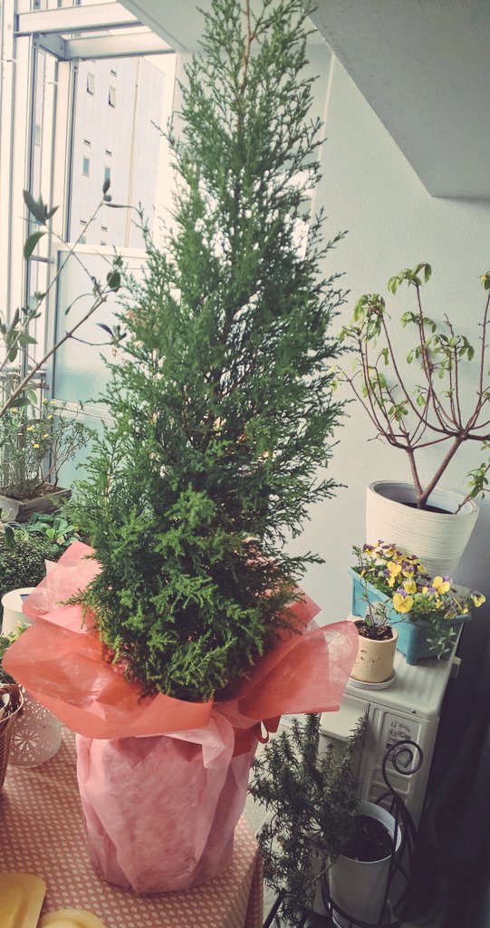 Twitter पर ゴールドクレスト ह शट ग