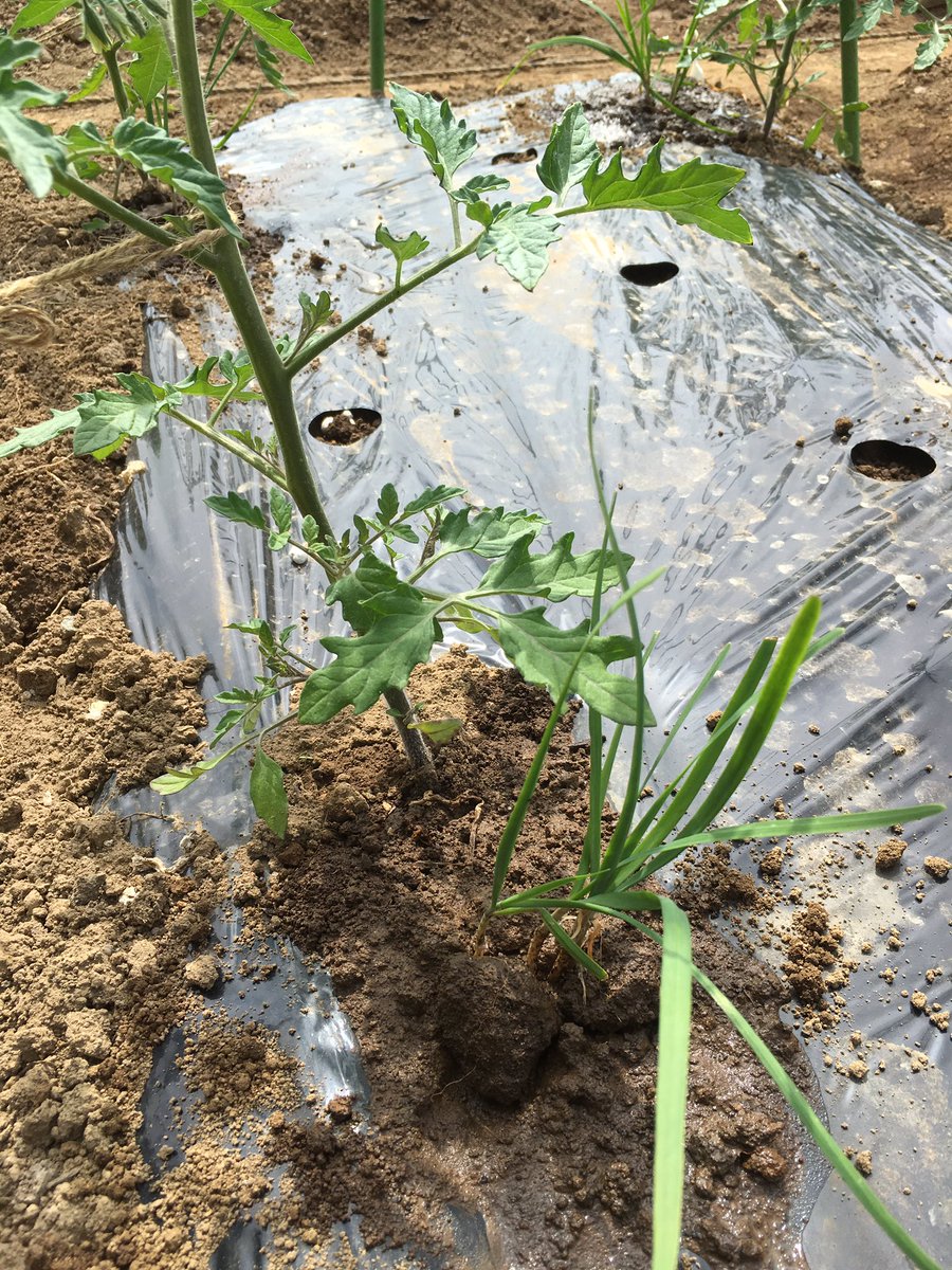 コンパニオンプランツ