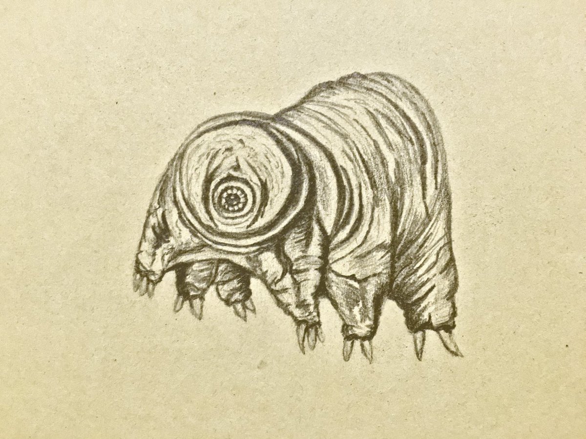 Swimming in Strange Waters - A pencil sketch of a Tardigrade by  @lizchapmanarts  #Space Tardigrades are water-dwelling micro-animals. They are the ultimate survivor, able to endure hostile environments including extreme temperatures, the vacuum of space and radiation.  #wiganart