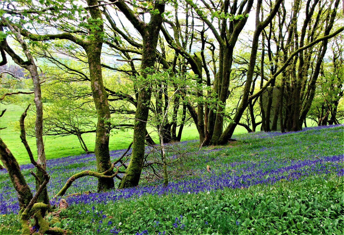 StanLeigh18's tweet photo. @solwaywalker Hi Ann &amp; Alex @keswickbootco 
 We enjoyed the display of #bluebells in the woodland below #ClintsCrags at #Blindcrake
We shan't be going to #Rannerdale this year but this was a good show https://t.co/be4kCcDXo8