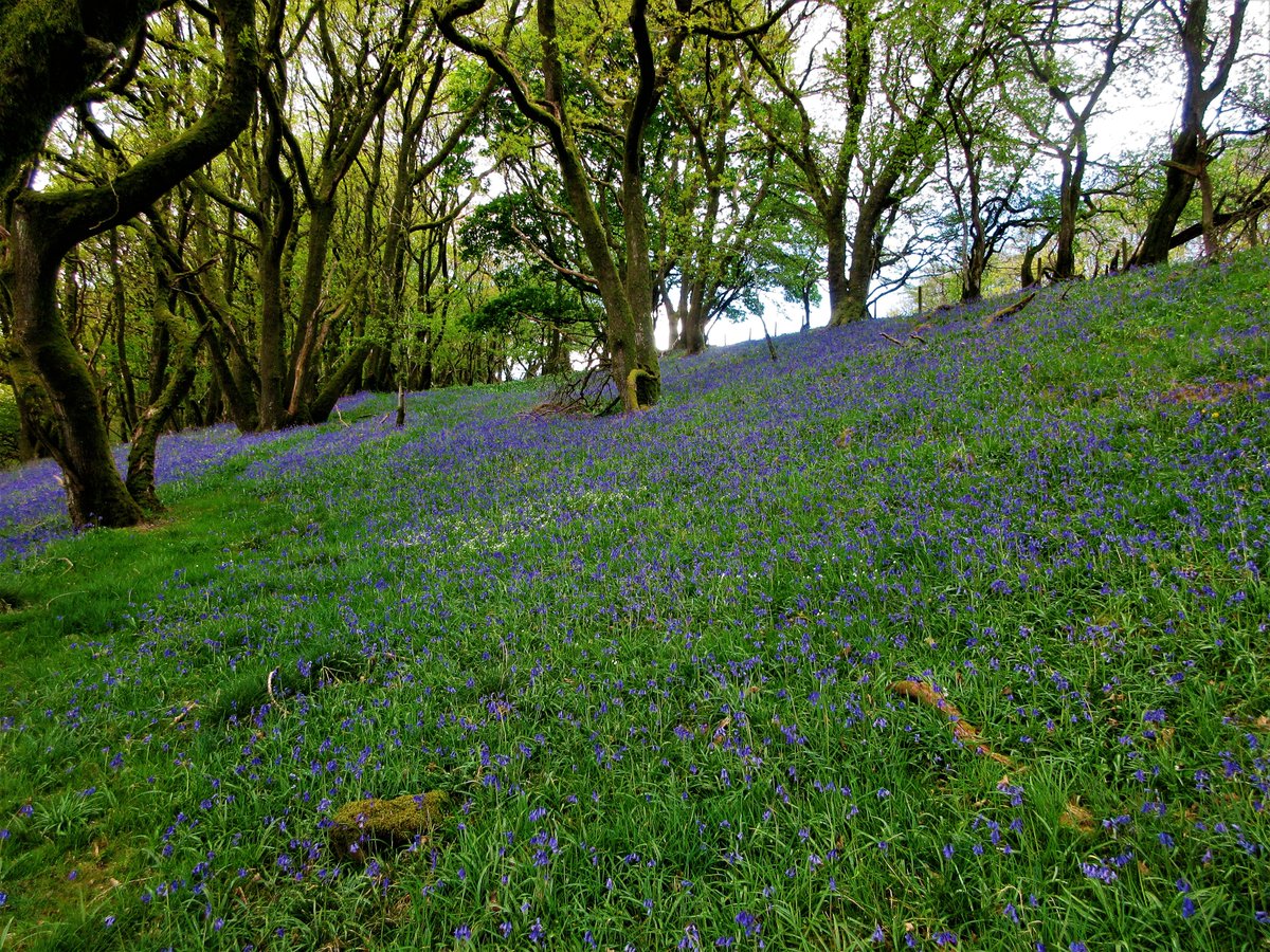 StanLeigh18's tweet photo. @solwaywalker Hi Ann &amp; Alex @keswickbootco 
 We enjoyed the display of #bluebells in the woodland below #ClintsCrags at #Blindcrake
We shan't be going to #Rannerdale this year but this was a good show https://t.co/be4kCcDXo8