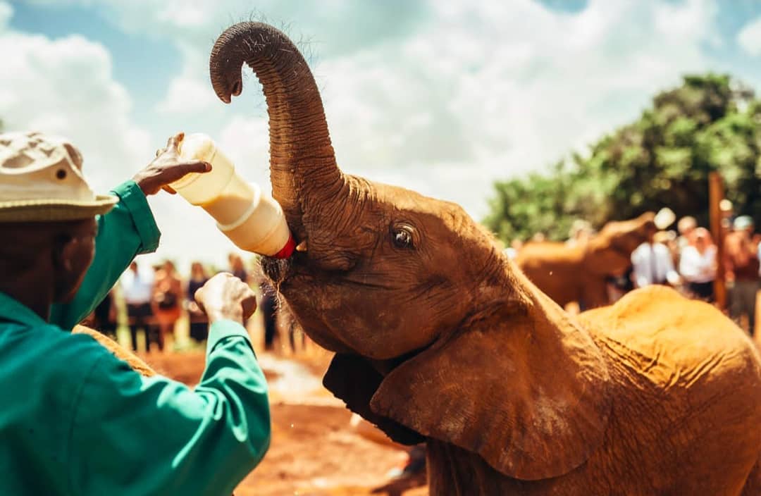 inspiredtobcome's tweet photo. 🐘 As we celebrate our #mothers 💖  I would like to celebrate #all the #caregivers who #feed and #nurture the young orphaned animals until they are all grown. We celebrate you happy
#mothersday #davidsheldrick #olpejeta #worldconservation #wildlifephotography #tembeaafrique https://t.co/kEvMf8YgaC