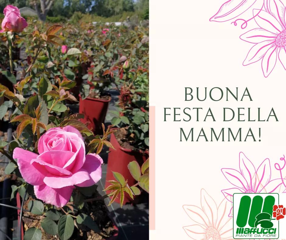 "Tre italiani su quattro che fanno regali per la festa della mamma scelgono un mazzo di fiori o una pianta" scrive Coldiretti Toscana e noi non potremmo esserne più felici!
A regalare fiori non si sbaglia mai🌹

Buona festa della mamma! 💐