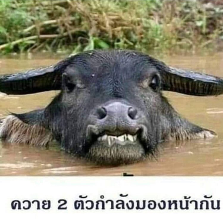 mamilk•°. อยากเที่ยววว tweet media