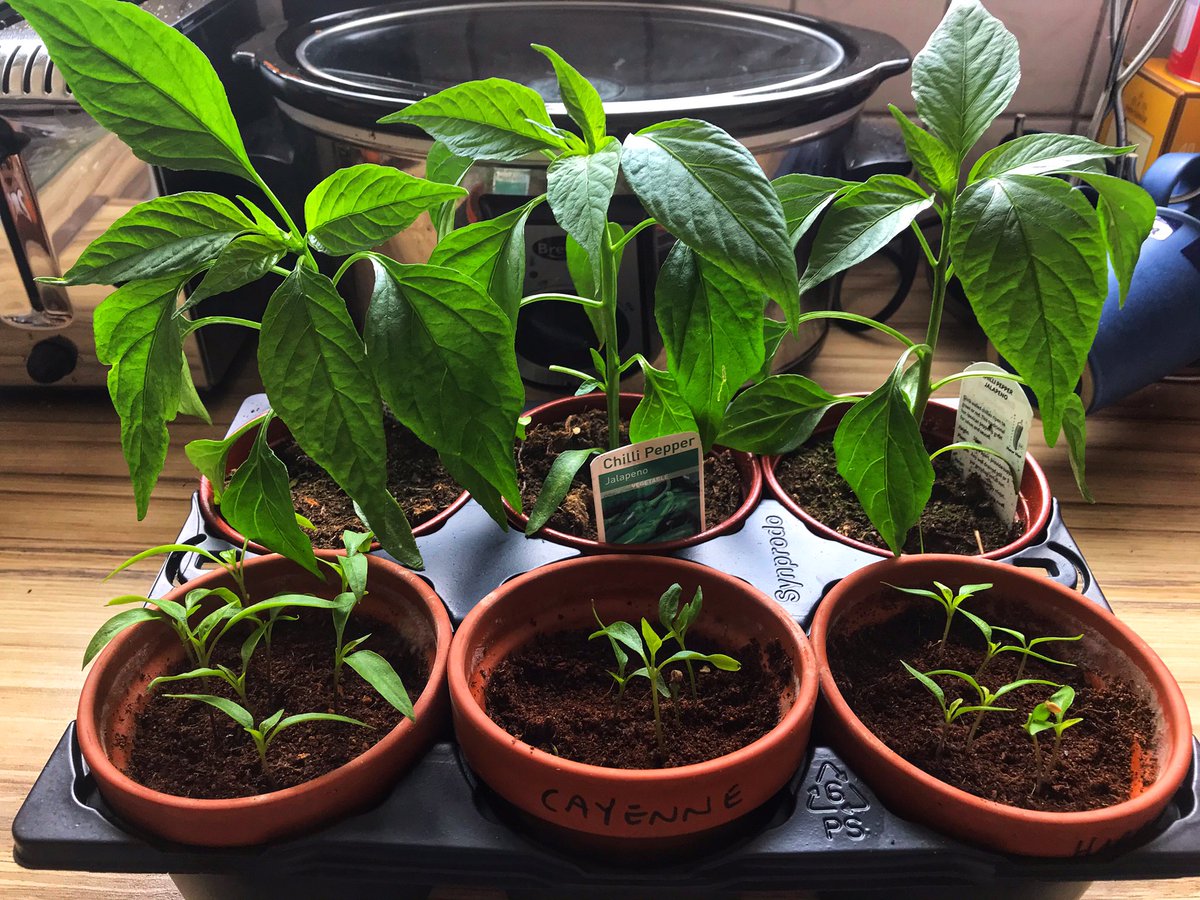 SteveWallers's tweet photo. Front row are mine from seed and back row were bought as seedlings! #chilliwatch @schwoerk81 🌶 🌶🌶🌶🌶🌶 https://t.co/YCFYWR9yqG