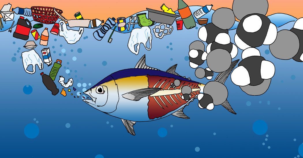 plasticsoupfoun's tweet photo. An Unexpected Dinner Guest: Marine Plastic Pollution Hides a Neurological Toxin in Our Food
Fish consume methylmercury that clings to #microplastics in the ocean. Methylmercury grows more potent as it travels up the food chain...
Read more 👉 https://t.co/khP4A0r83K https://t.co/DhUG8vMR9i
