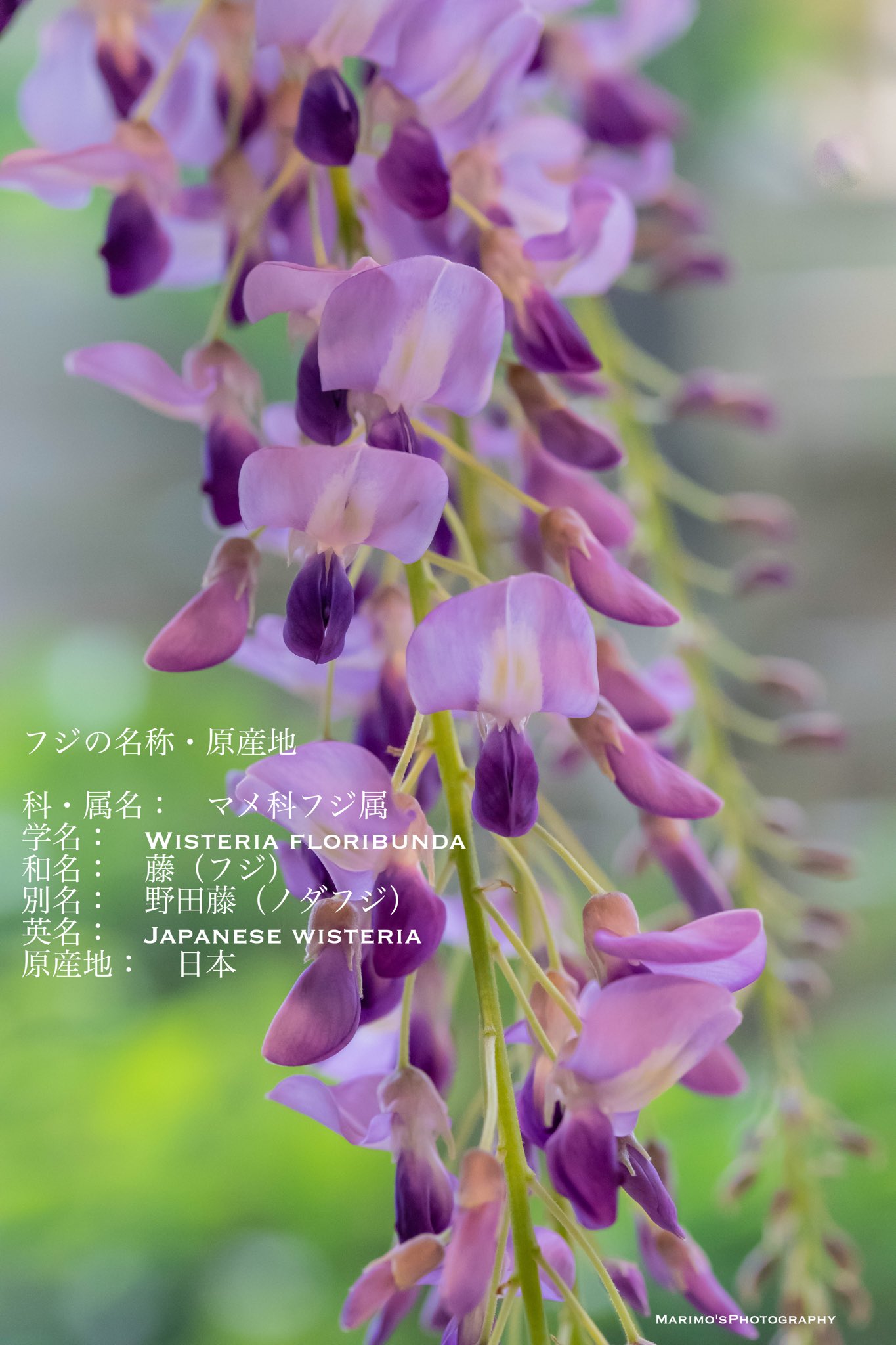 まりも 今年は藤の花を見に行けないなと思って 密かに育ててた藤の盆栽 母の日の今日見事に咲いてくれました 盆栽に目覚めそう 藤 Wisteria 開花時期 4月 5月 花持ち期間 5 14日程度 母の日 Mothersday 藤 花まっぷ Wisteria Tlを花で一杯に まりも 今年は藤の花を見に行けないなと思って 密かに育ててた藤の盆栽 母の日の今日見事に咲いてくれました 盆栽に目覚めそう 藤 Wisteria 開花時期 4月 5月 花持ち期間 5 14日程度 母の日 Mothersday 藤 花まっぷ Wisteria Tlを花で一杯に