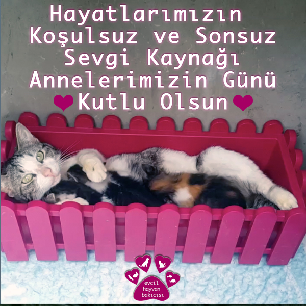 PetsitterTurkey's tweet photo. #patiaşkına Tüm ANNElerimizin, #AnnelerGünü #patianneleri #annelergünükutluolsun #happymothersday #kedisahiplen #köpeksahiplen #satınalmasahiplen sen de #evcilhayvanbakıcısı ile #patilehayatı #catlovers #doglovers #adoptdontshop #momoftheday #catoftheday #petcare #petsitter https://t.co/g4UGDVfYYb