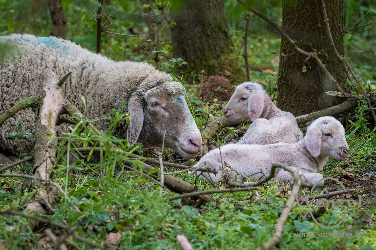 Alles Gute zum #Muttertag! Schafmama mit #Lämmchen (2 tage alt) im #Herrenkrugpark