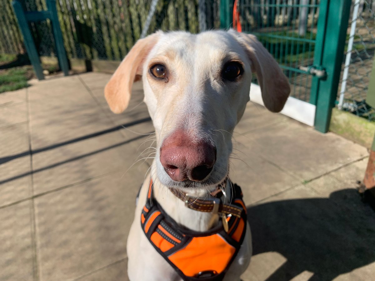 Adopt Ralph 3 yr 10 month old male Lurcher after lockdown from <a href="/Wood_Green/">Green Wood</a> UK
woodgreen.org.uk/find-a-pet/fin…