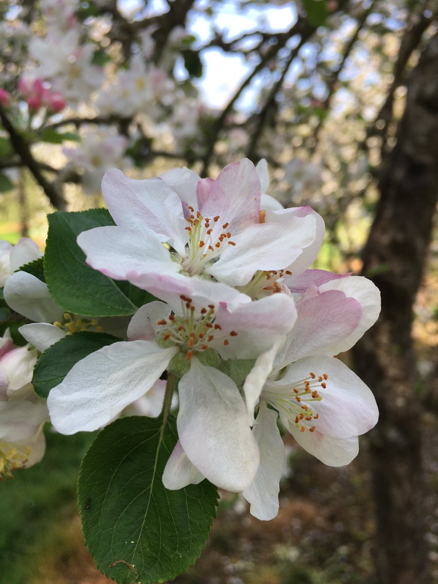 beingdadtastic's tweet photo. Yesterday I took the younge up to @SheppysCider orchard walks! It was a glorious day and the walks are sensational! Definitely worth popping up with the family for your daily exercise! #dadlife #familydayout #beingdad https://t.co/ARWBIDTzqD