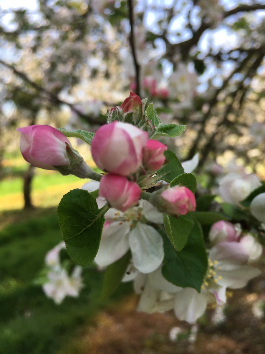 beingdadtastic's tweet photo. Yesterday I took the younge up to @SheppysCider orchard walks! It was a glorious day and the walks are sensational! Definitely worth popping up with the family for your daily exercise! #dadlife #familydayout #beingdad https://t.co/ARWBIDTzqD