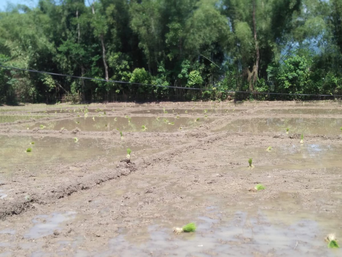 Back home in rural Arunachal, it is serious business. Women transplant paddy in freshly prepared beds braving scorching sun. Can't help but feel a little useless compared to them. #PaddyCultivation