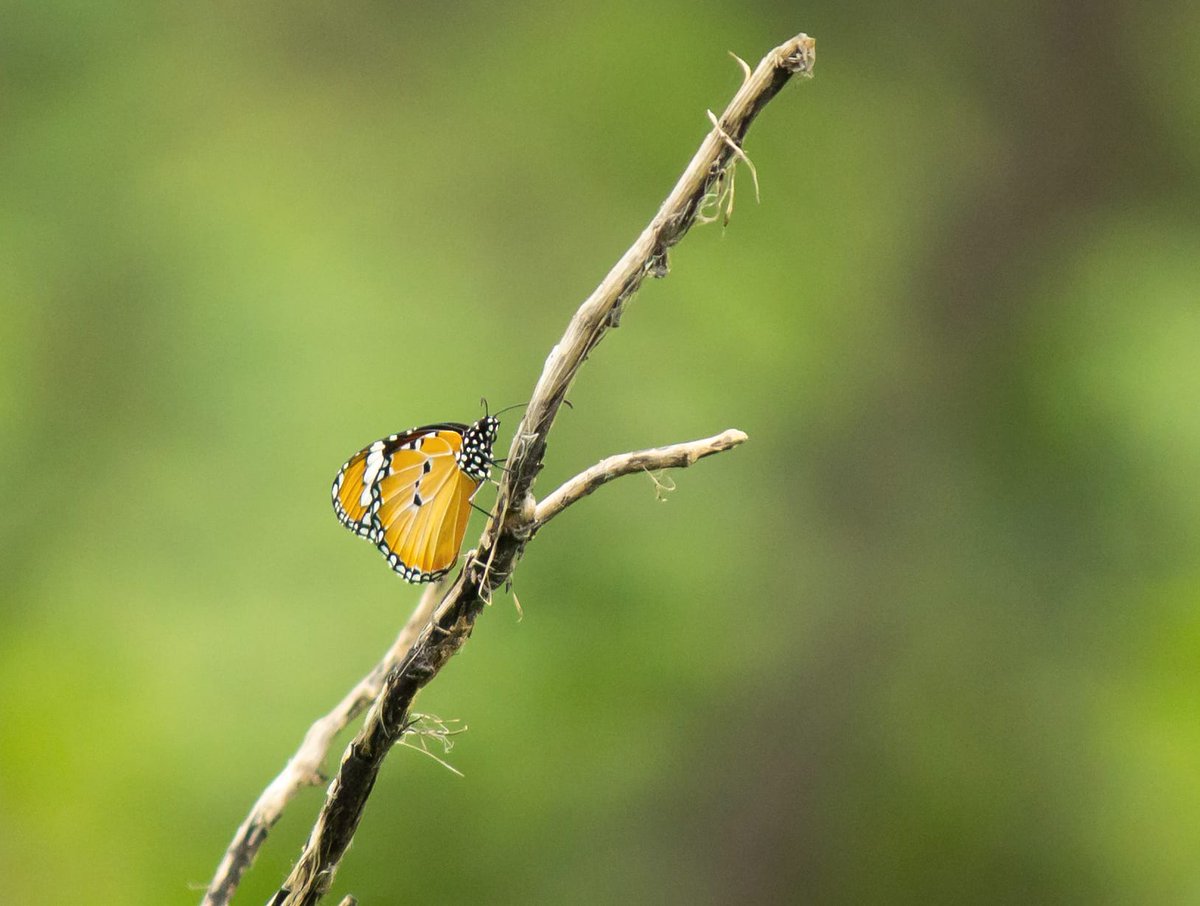 Plain Tiger Butterfly #WildlifePhotography #Wildlife #wpa_ #world_photography_hub #dslrphotography #clawsnwings #wildlifefriend
#wildlifephotography #Kaavyagram
#wildlifelovers #catmankronicles
#yourshotphotography #everydaybirdlovers 
#world_photography_hub #capturedoncanon