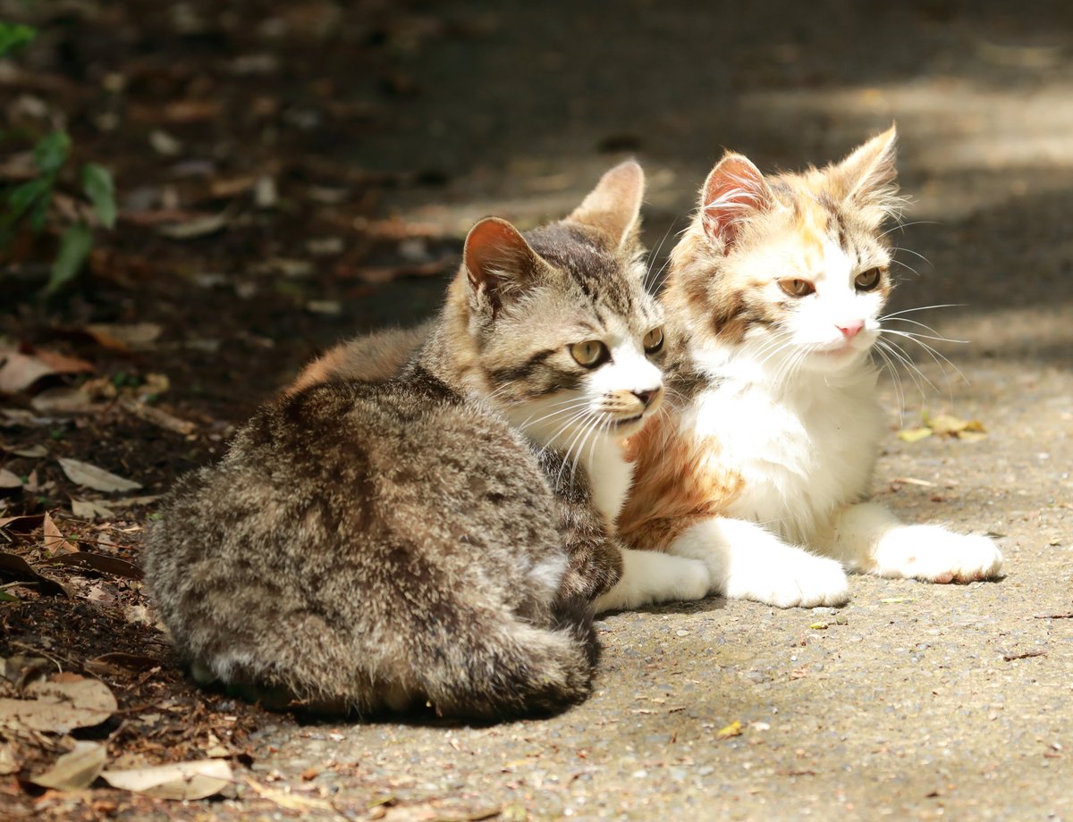 n2_azu's tweet photo. 可愛い生き物、兄妹。
＃ネコ
＃野良猫 https://t.co/pR0Hg75Eve