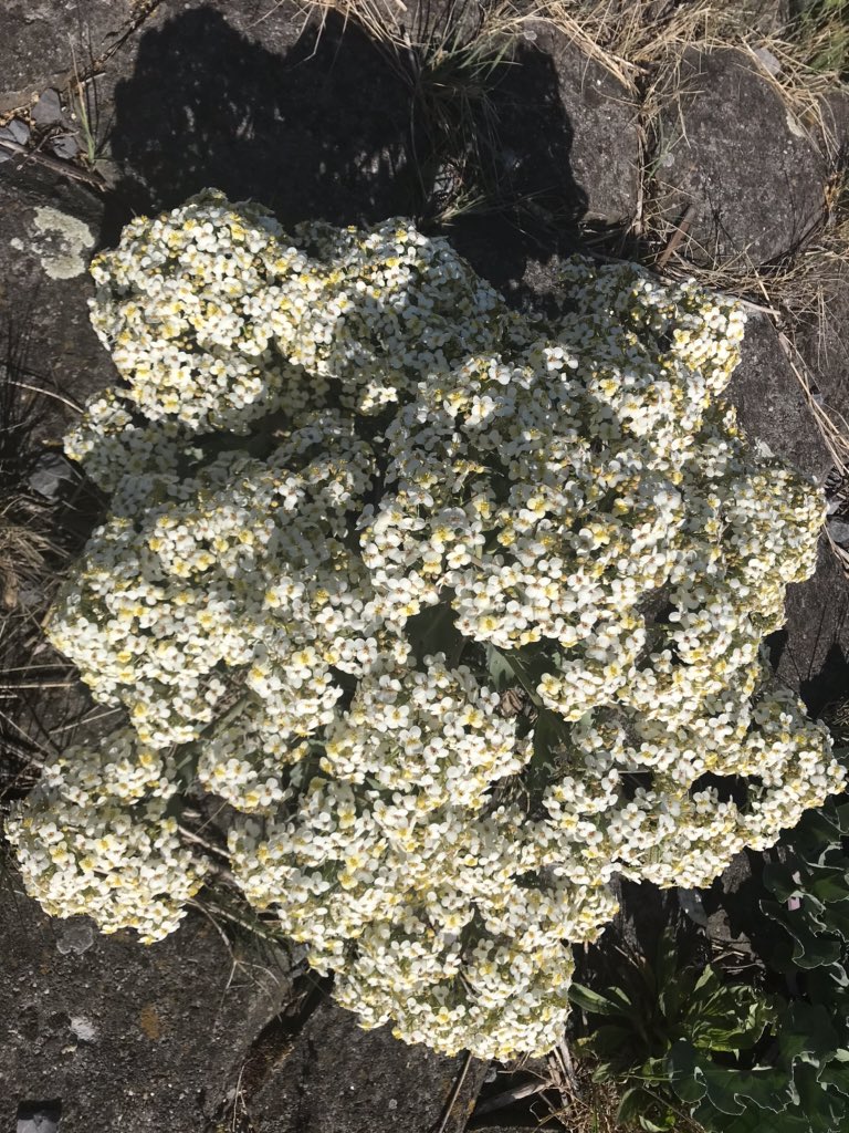 hon_joke's tweet photo. Goedemorgen gisteren aan de Westerschelde gefietst!
#Perkpolder ##zeekool π€π΄ββοΈπ΄ββοΈπ fijne dag en een mooie moederdag allemaal! https://t.co/zhwGOwvtoe