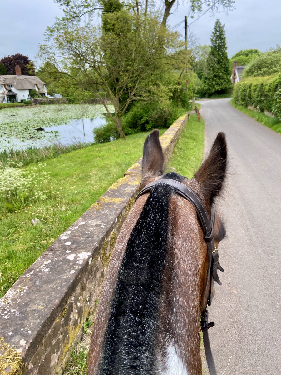 Janetnbecks's tweet photo. 🎵 Easy like Sunday morning 🎶
#Sheeep 🐑
#DuckPond 🦆
#RedKing ❤️🐴❤️ https://t.co/XQiMVc03E6