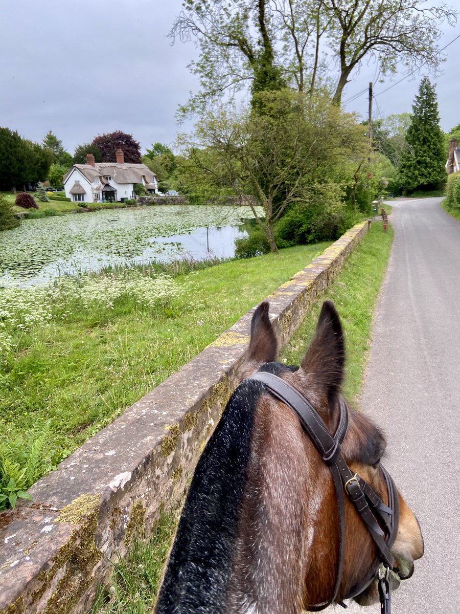 Janetnbecks's tweet photo. 🎵 Easy like Sunday morning 🎶
#Sheeep 🐑
#DuckPond 🦆
#RedKing ❤️🐴❤️ https://t.co/XQiMVc03E6