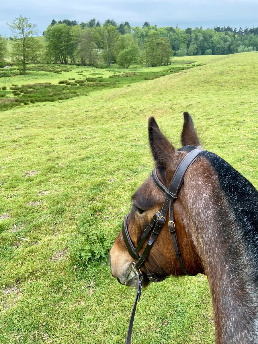 Janetnbecks's tweet photo. 🎵 Easy like Sunday morning 🎶
#Sheeep 🐑
#DuckPond 🦆
#RedKing ❤️🐴❤️ https://t.co/XQiMVc03E6