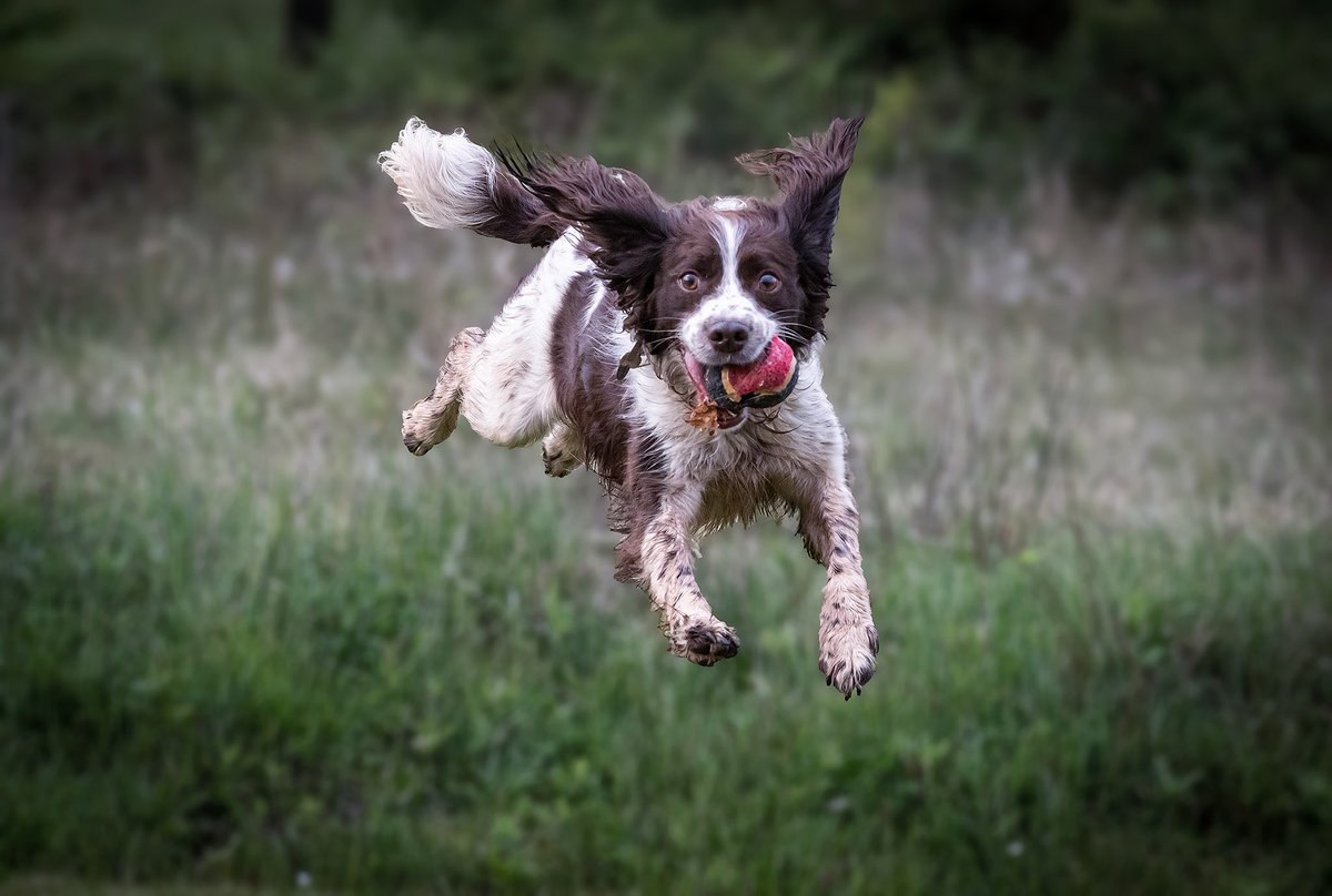 Enviro-Dogs tweet media