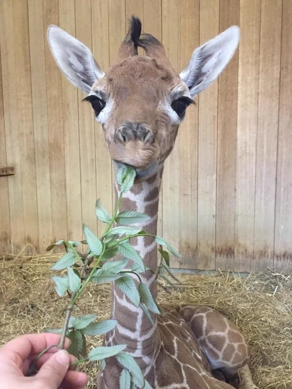 広島市安佐動物公園【公式】 on X: 