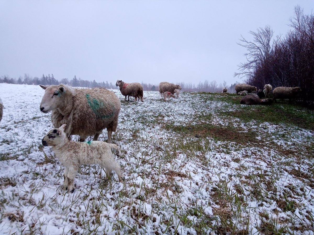 Nova Scotia Shepherd tweet media