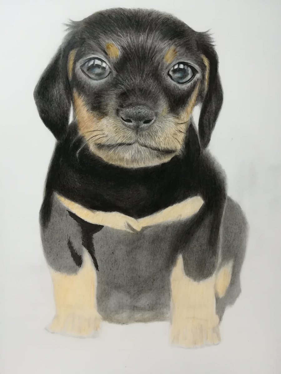 今日はあまり進まなかったけど 明日で何とか終われるかな 犬 ダックス アメ のイラスト