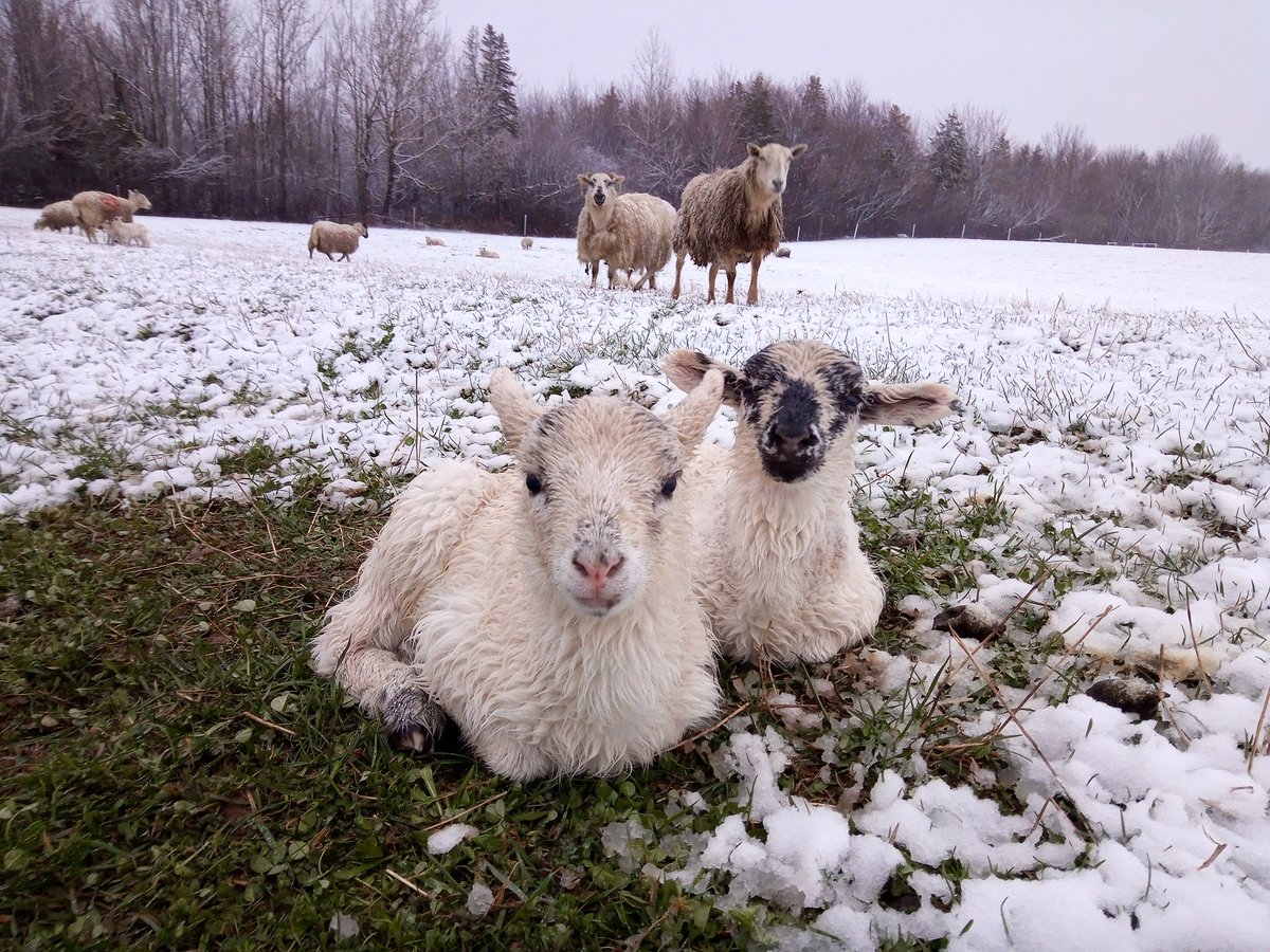 Nova Scotia Shepherd tweet media