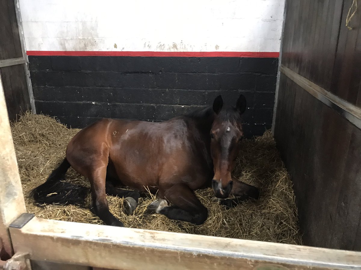 It Might be a bit draughty today but doesn’t stop them from having a nap.