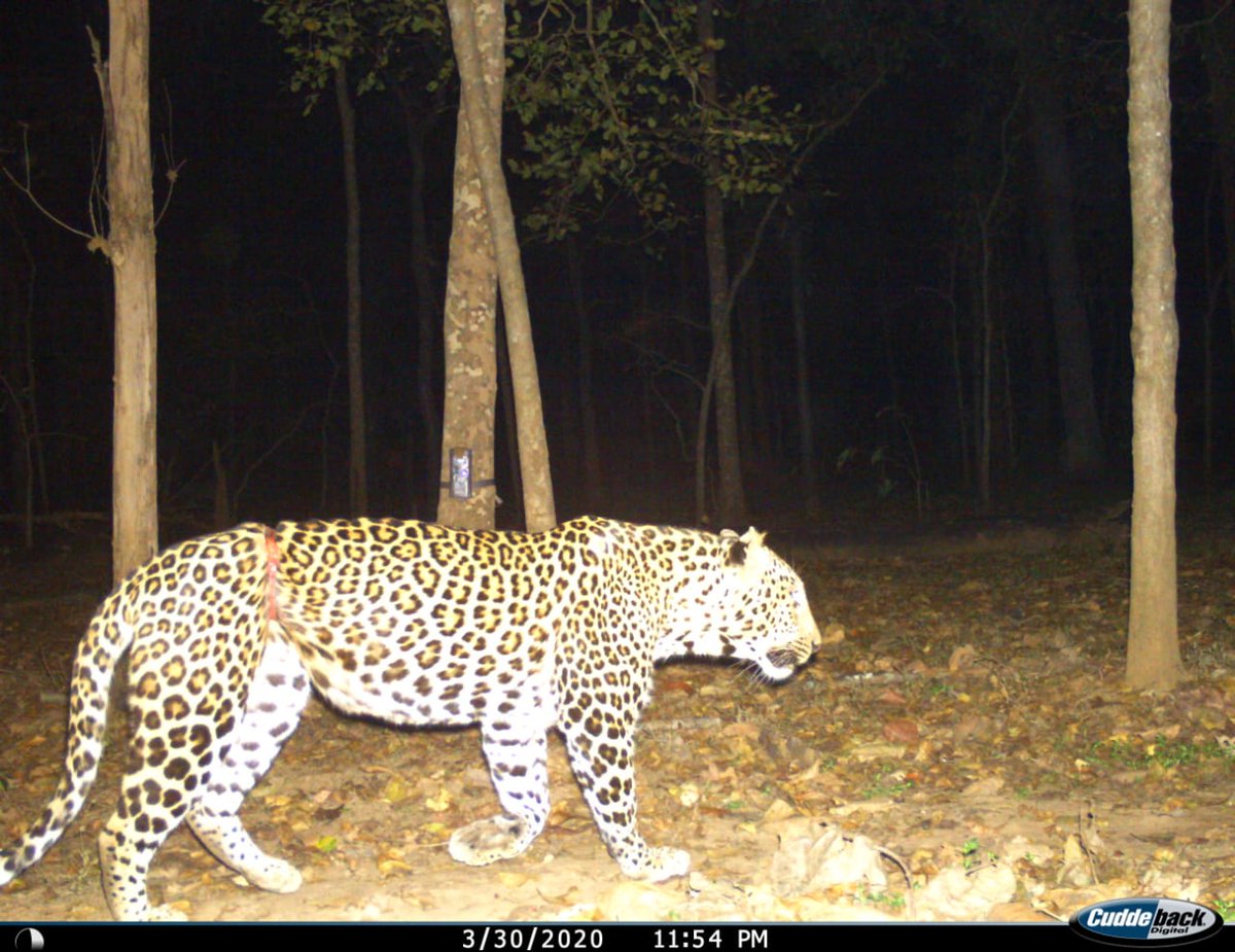 This  #leopard with a snare cutting into its flesh & bones was camera trapped on 24 Mar in Rajak,  #Surhi Range, core of Achanakmar  #TigerReserve  #Chhattisgarh Also caught in a camtrap were  #poachers 1/n #WildlifeCrime  @ntca_india ⁦ @bhupeshbaghel⁩ ⁦ @CG_Police  @WCCBHQ ⁩⁩