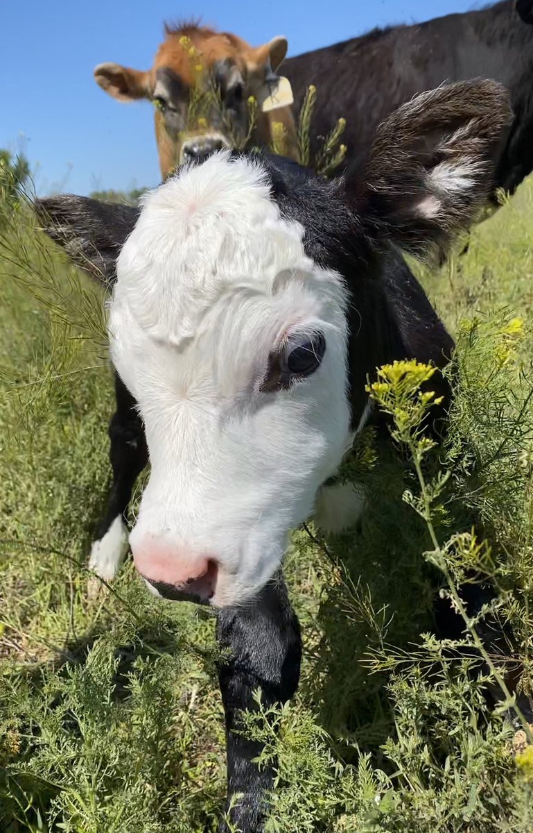 CowoftheDay1's tweet photo. 📅 10th May 2020
🐮 Betsy and her baby who is just one day old 💕 https://t.co/BbrzwI0jYf