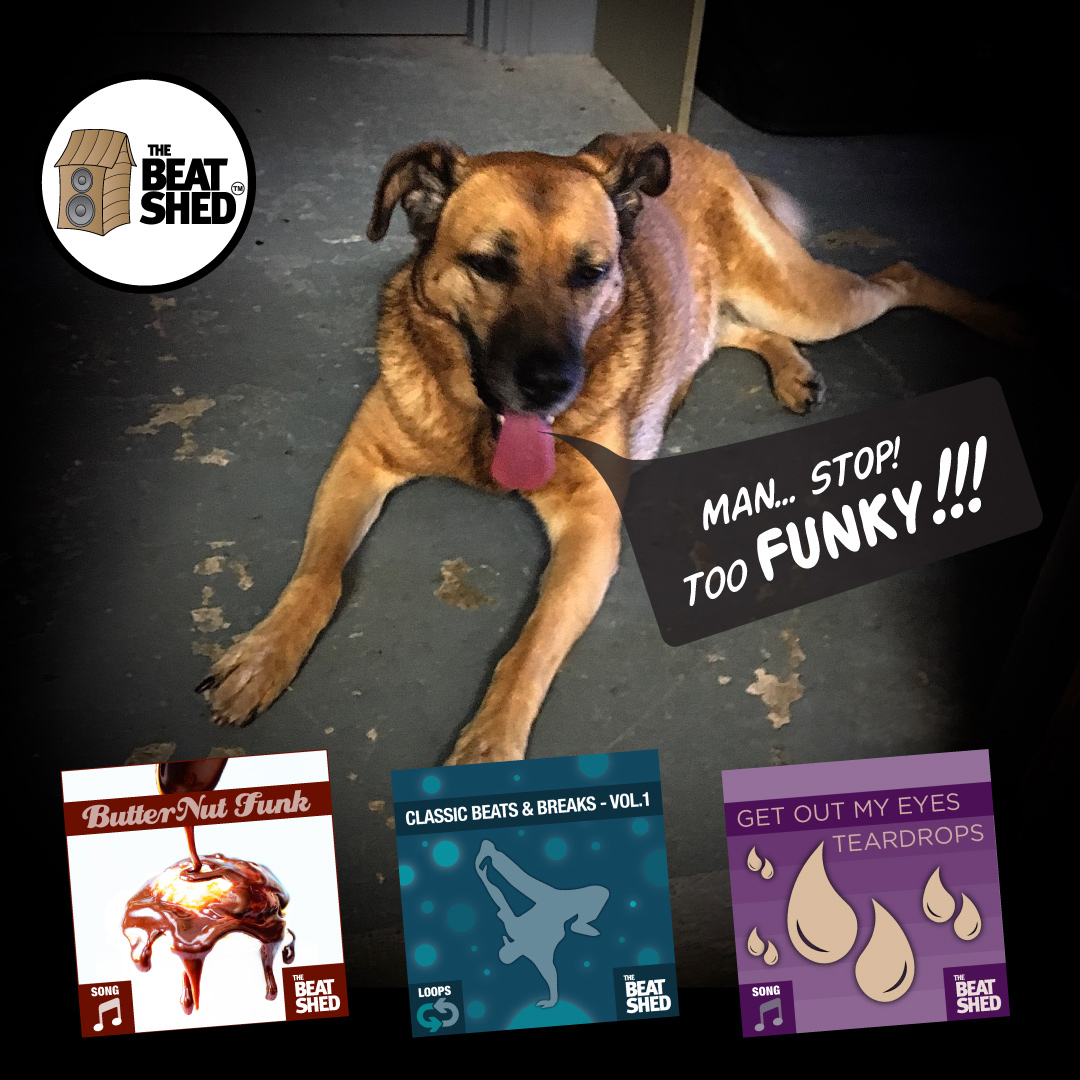 TheBeatShed's tweet image. THREE ❌ FUNKY packs from the beatshed.co.uk ⁉️⁠
 😎 😎v 😎 😎 😎 😎 😎 😎 😎 😎 😎⁠
-⁠
Loops, Samples and Online Sessions -  thebeatshed.co.uk⁠
-⁠
#funkloops #funkdrums #funkydrums #beatshed