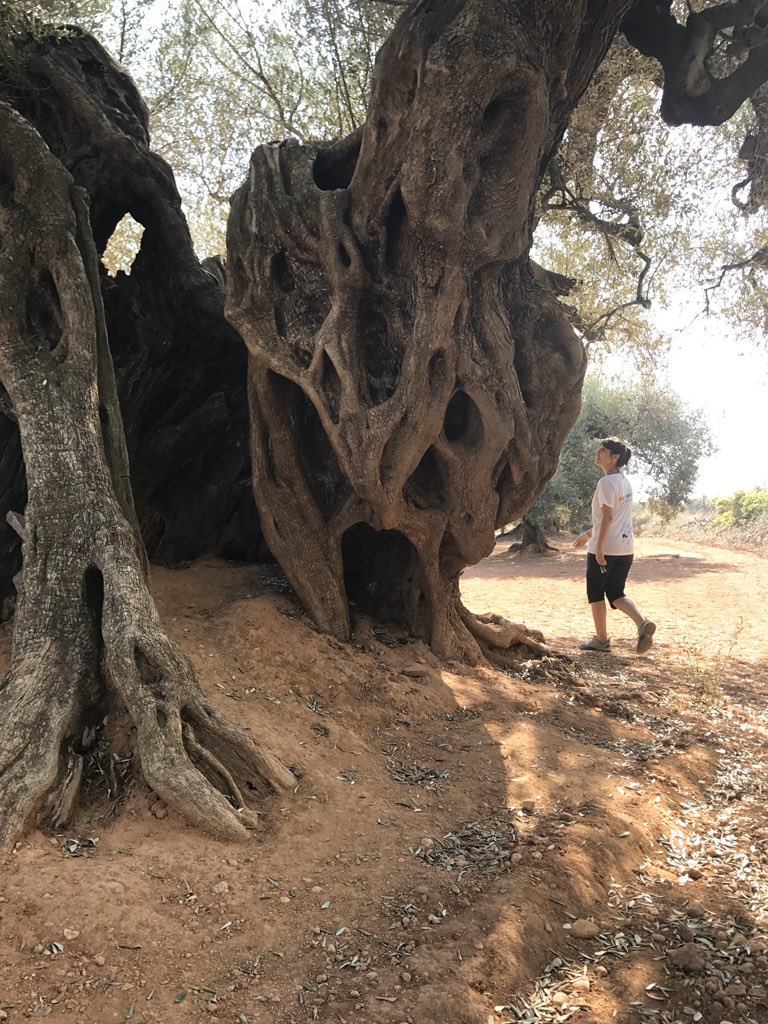Mi 1ª vez con una educadora ambiental fue en Canet lo Roig, en su <a href="/BosqueHabitado/">El Bosque Habitado</a>
Una mañana, Belén🙌🏼 de <a href="/Itinerantur/">Itinerantur</a>🙌🏼 nos enseñó El Olivo milenario de la peli, además de traducirnos un inmenso paisaje que uno no imagina sin su ayuda. Ahí conocí al gran Hilari <a href="/hjaimeripolles/">H. Jaime Ripollés</a>🙌🏼