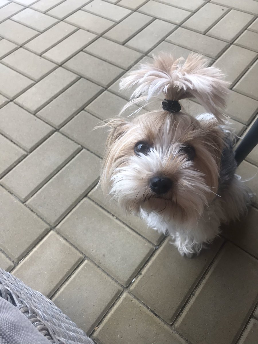 ppjm34's tweet photo. @CAM3R0NPH1L1P My little princess Nell ✨✨✨✨🥰 https://t.co/8omjk1dptq