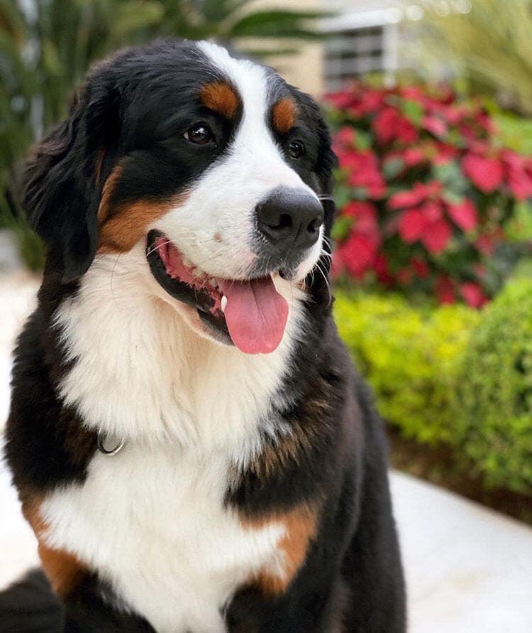 My favorite pet is dog 🐕
